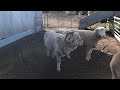 First Video - Sheep and Cattle Work