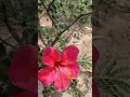 #Neetu Sisters Vlog #nature #flowers