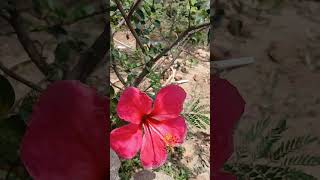 #Neetu Sisters Vlog #nature #flowers