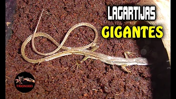 ¿Qué tamaño alcanzan las lagartijas?