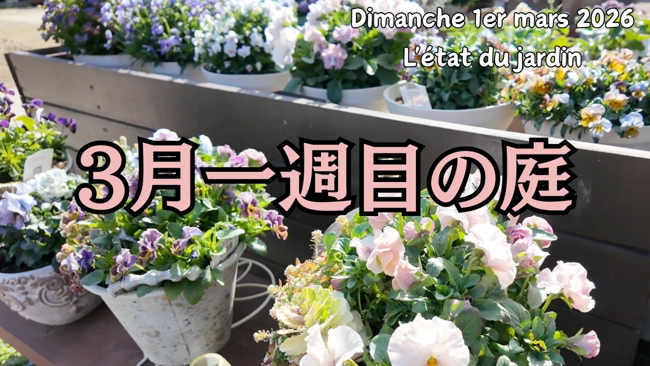 [園芸]3月一週目の庭の様子　早春の庭を撮影しました[ガーデニング]
