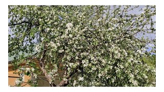 Цветение Яблони. Май Весна 2021//ازدهار زهور  أشجار التفاح
