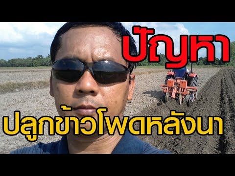 ปัญหาการปลูกข้าวโพดหลังนา ก็มีน่ะ ศึกษาข้อมูลก่อนตัดสินใจครับ