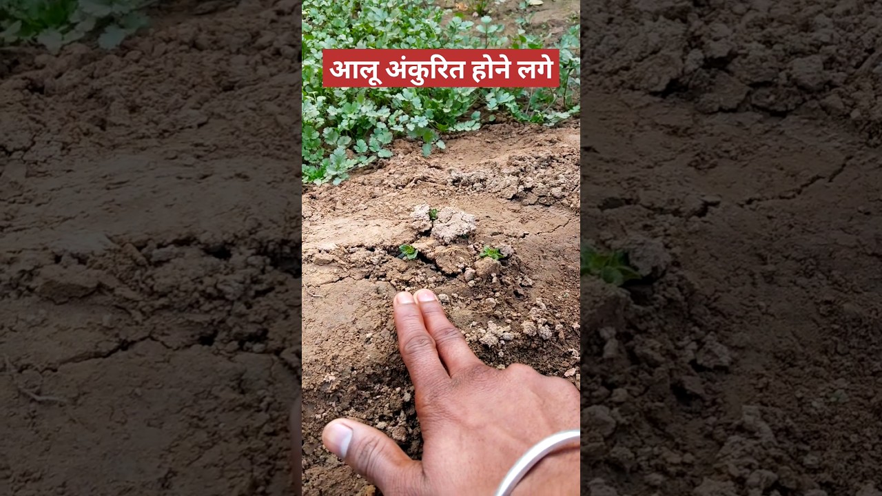 आलू अंकुरित होने लगे 
