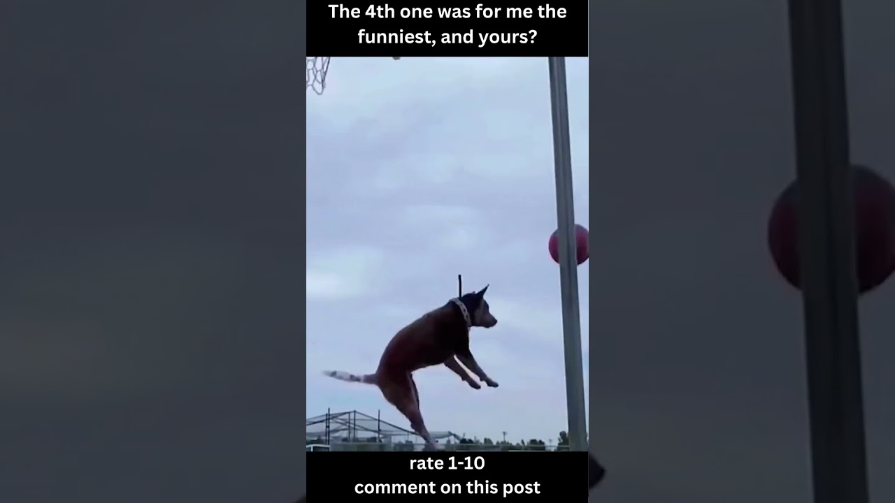 Animals Being funny and unpredictable 