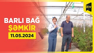 'Barlı bağın' Şəmkirdə gül kimi işi by İCTİMAİ TV 13 views 8 minutes ago 25 minutes