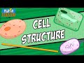 GCSE Biology: Revision Guide | Plant, Animal, Bacteria Cells & Orders of Magnitude