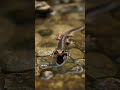 This Blind Creature Survives Decades Without Food 😱 #animals #facts #viral