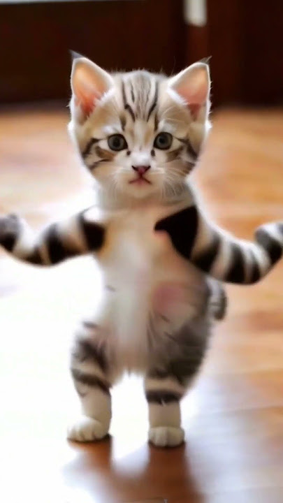 cat.daily.365 #cat #shortsvideo