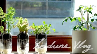 SUB) 페트병 화분, 가장 많았던 질문 답변 l Q & A l More about Self Watering System for Plants