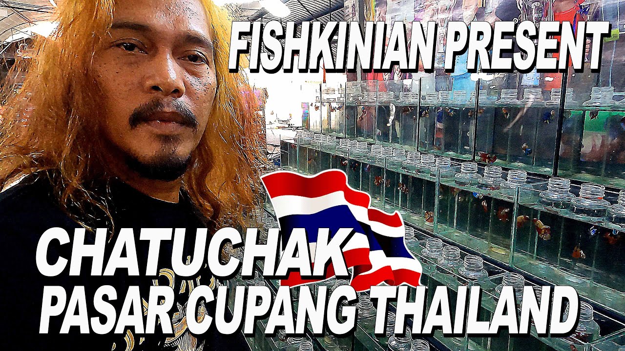 CHATUCAK PASAR IKAN CUPANG  DI THAILAND || FISHKINIAN BORONG HALFMOON DAN PLAKAT AVATAR DI THAILAND
