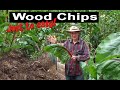 How To Woodchip Garden Grow SUPER Large Vegetables Easy Self feeding Mulch Less Water Needed No Till