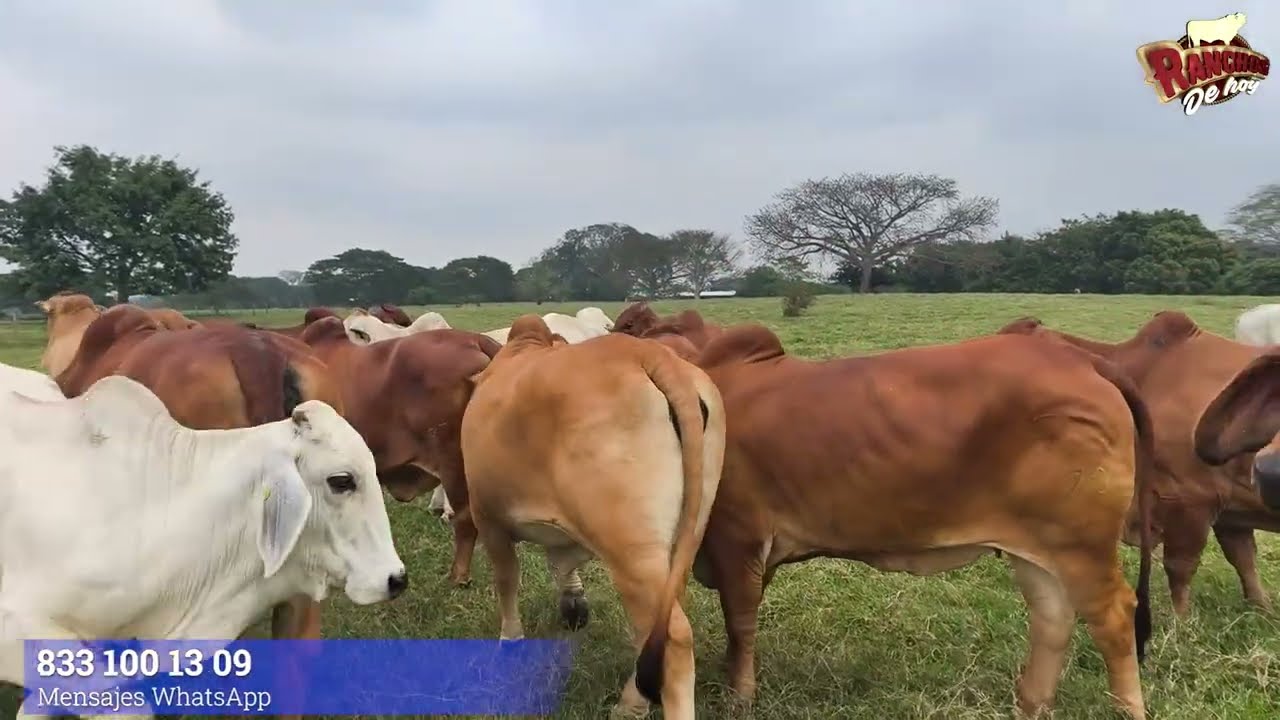 Brahman Rojo desde El Dorado en Tabasco con Polo Rocha Part.1