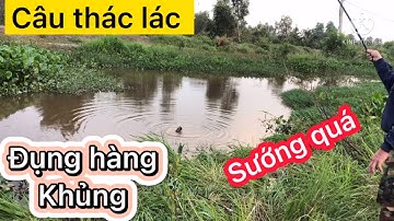 Ninh Cuchi| Đụng Phải Hàng Khủng Khi Đi Câu Cá Thác Lác Và...