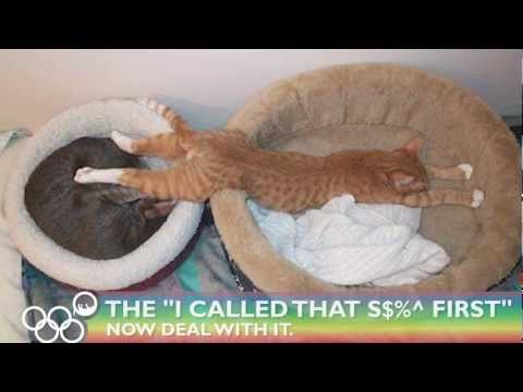 The Most Awkward Cat Sleeping Positions