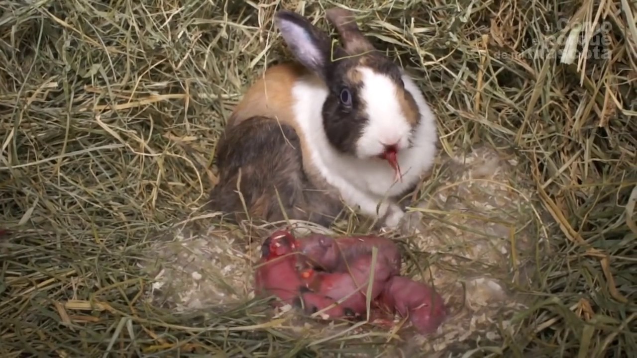 CONEJOS El parto de una coneja 2ª parte ¿Cómo paren las conejas YouTube