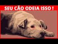 Comportamentos HUMANOS que os CÃES odeiam e gostariam que você NÃO fizesse