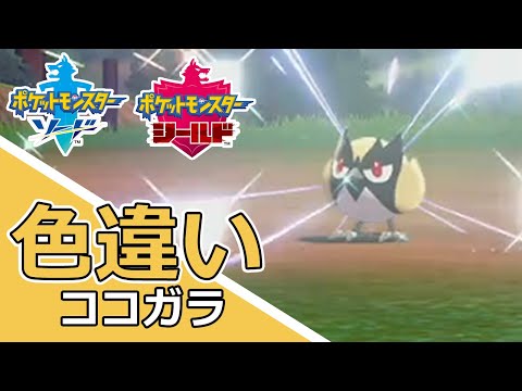 ソードシールド ココガラの種族値 わざ 特性など能力と入手方法 ポケモン剣盾 攻略大百科