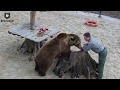 Мансурчик научился кушать со стола🐻🍎/Bear Mansur