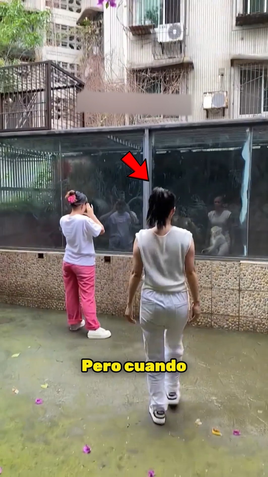 Lo que hicieron estos monos te dejará sin palabras… ??