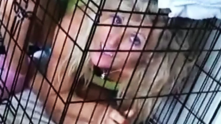 Stacy Carter Trapped in a Cage!