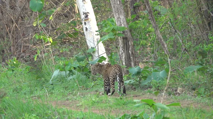Prowling Leopard : Tadoba