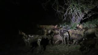 African Wild Dogs, Gorongosa NP, Mozambique