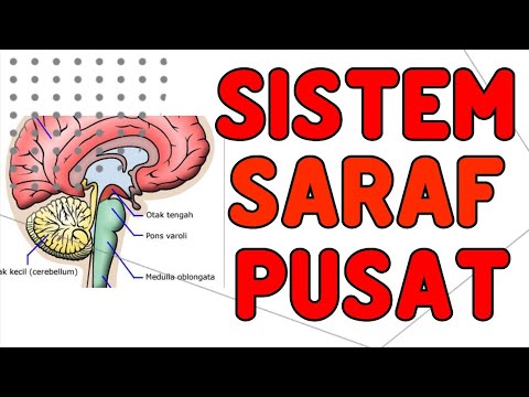 Sistem Saraf Pusat (SSP) Manusia