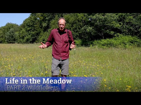 Video: A Fabulous Carpet Of Meadows. Part 2