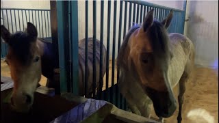 عربي خيل Arabian horse Beutefull gadan #horselover #horse #wildanimals