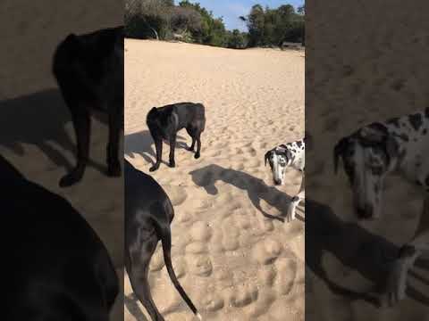 Wolf hybrid meets
