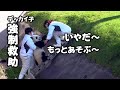強制収容 暴れる子パンダ楓浜！、爆笑救出劇、楓浜のワイワイモート遊びが笑わせてくれる