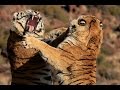 Tiger fight between two male tigers at Tiger Canyons. Help the tiger. Share our post!