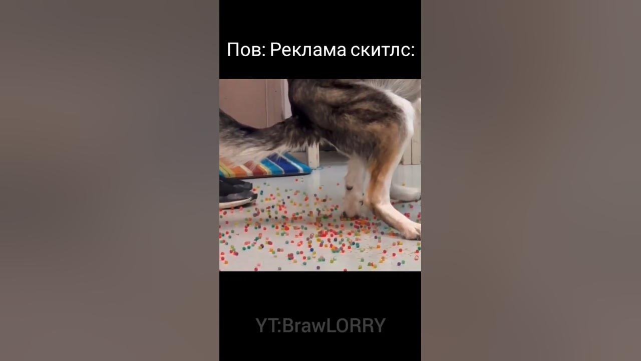Реклама Скитлс: #мем #жиза #прикол #подпишись #собака #пес - YouTube