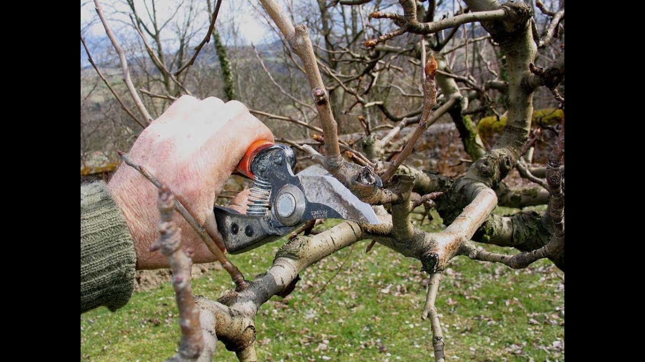 TOUT POUR BIEN COMPRENDRE LA TAILLE DE FORMATION DE POIRIER 1 YouTube