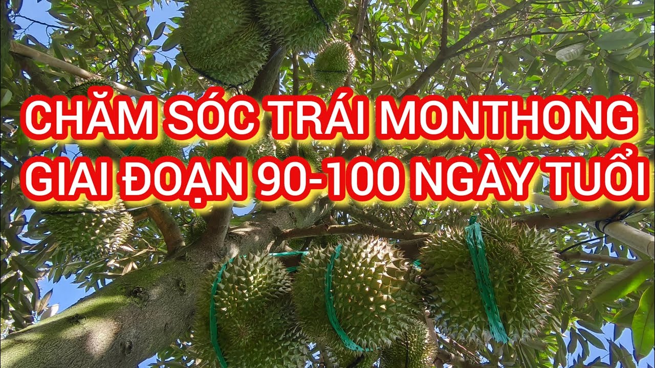 Chăm sóc trái monthong giai đoạn 90-100 ngày tuổi vài điểm kỹ thuật cần lưu ý để trái đạt tiêu chuẩn