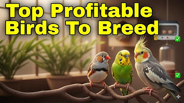 Top Profitable Birds to Breed for Beginners — Start a Small Bird-Breeding Business