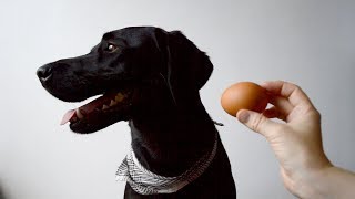Labrador Holds An Egg