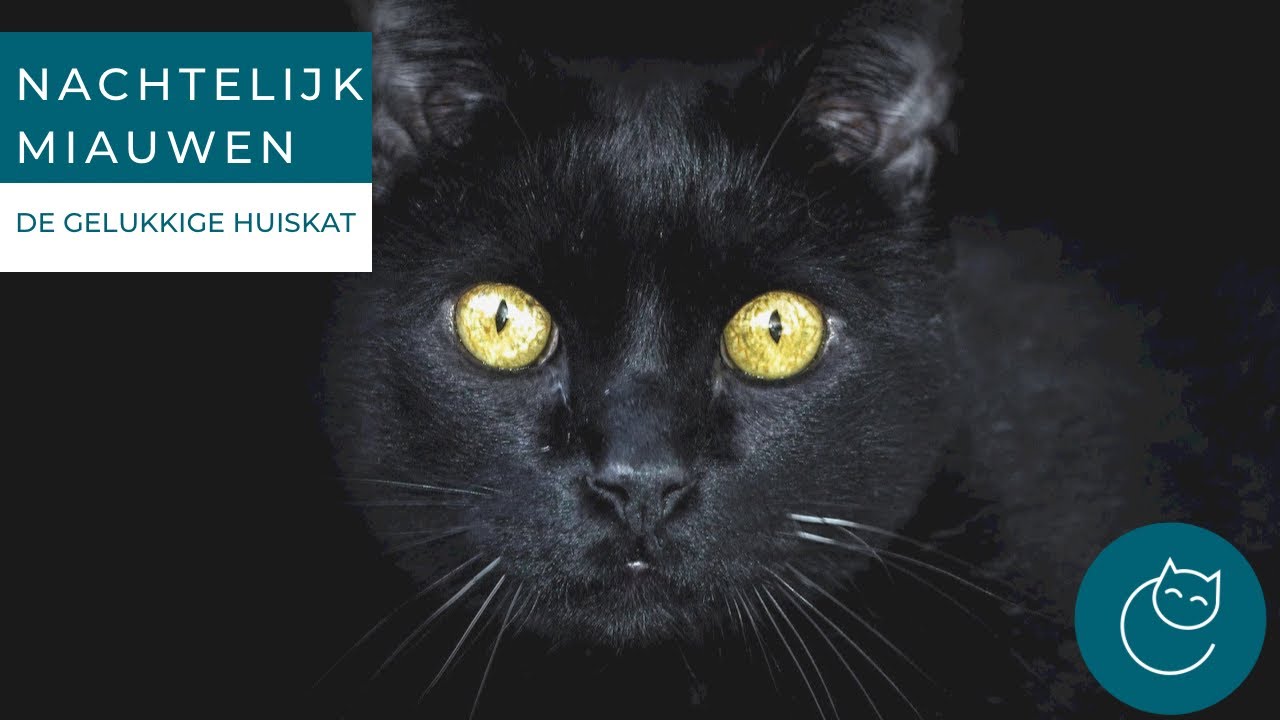 Waarom Miauwt Mijn Kat In De Nacht? - De Gelukkige Huiskat- Kattengedrag -  Youtube