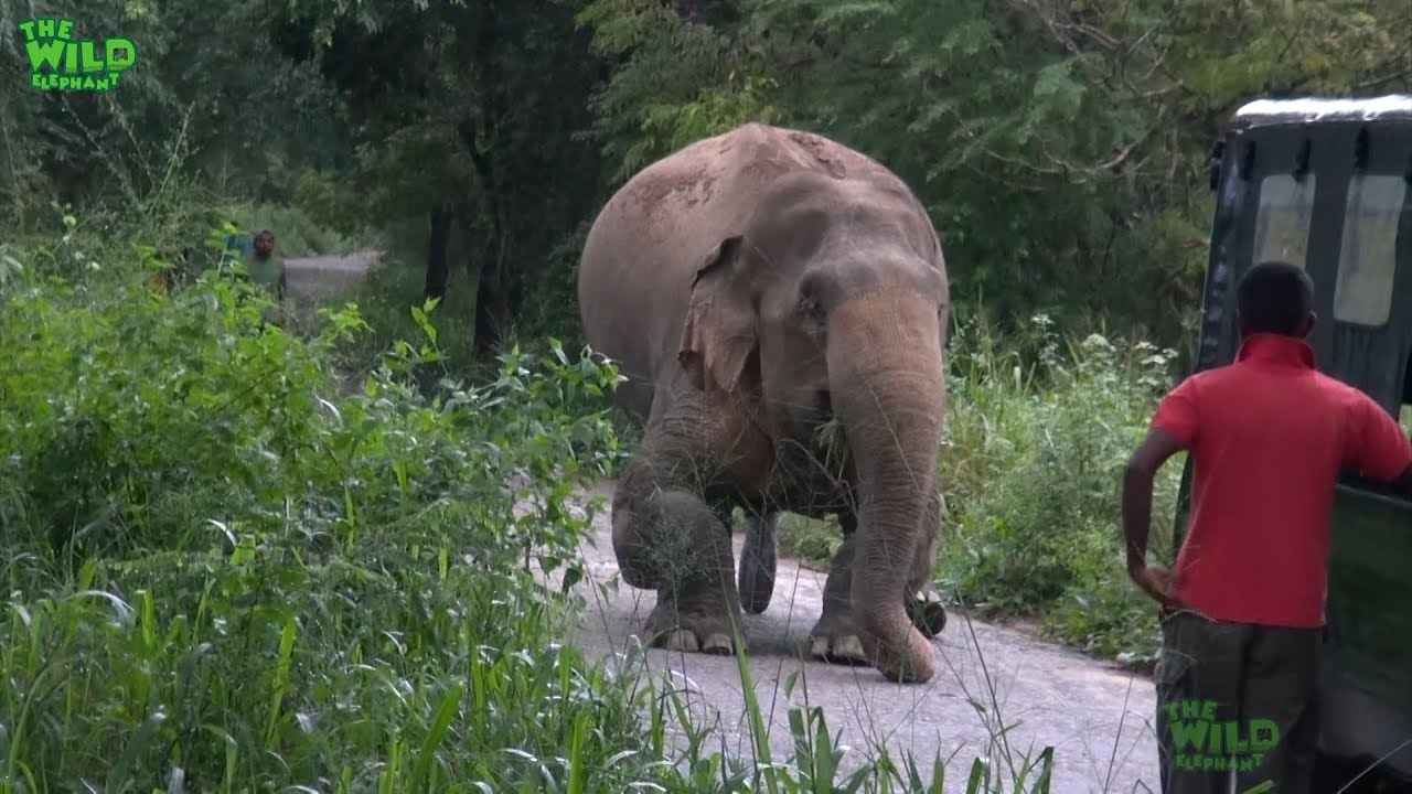 A Rescue Mission by a wildlife team: Humanity at its best, showing what