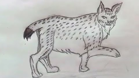 How to Draw a Lynx, Lynx ,Sunday special, pencil sketch