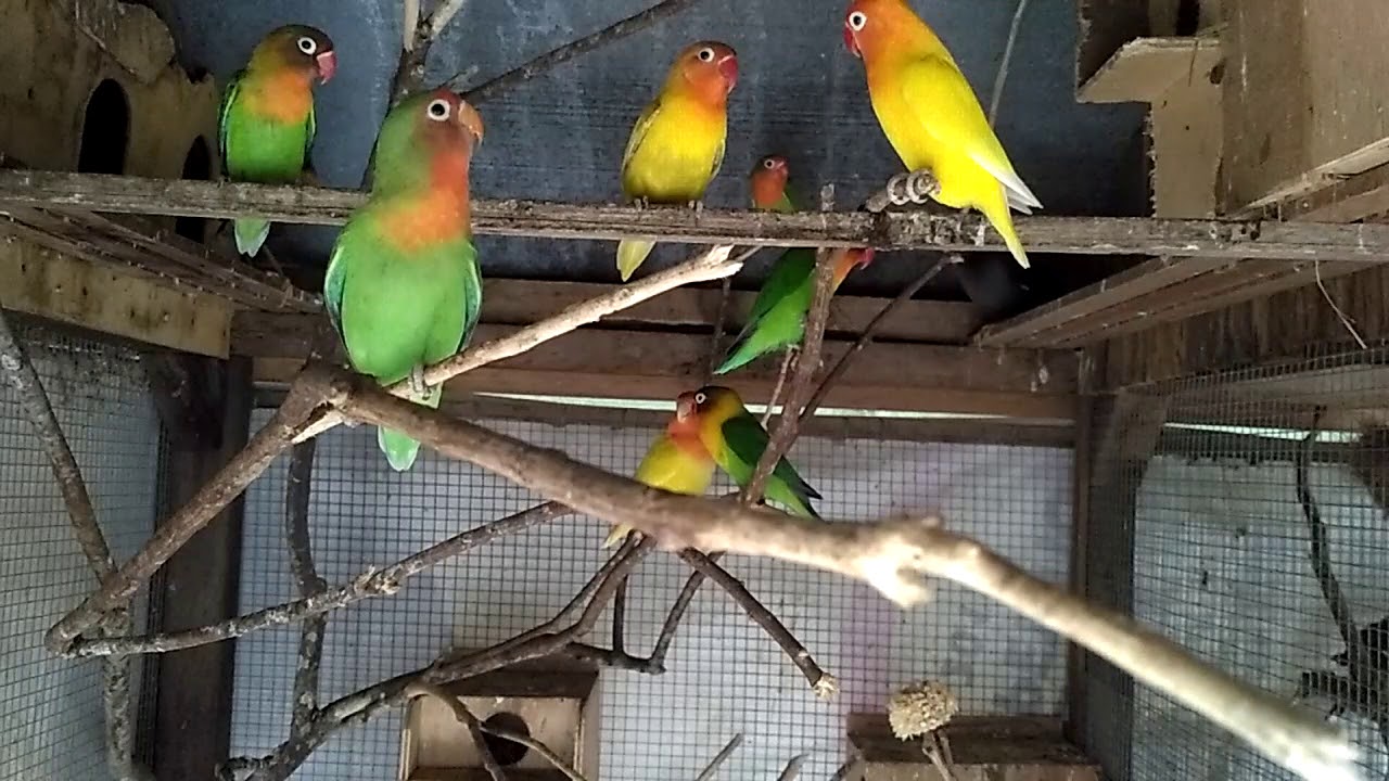 Burung Lovebird 
