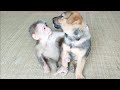 Cute puppy and little monkey take care and love each other
