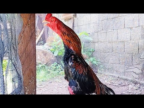 SUARA KOKOK AYAM BANGKOK JAWARA,. PANCINGAN AYAM BIAR BERKOKOK | ROOSTERS CROWING