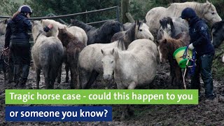 Tragic horse case  could this happen to you or someone you know?