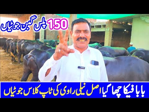 Baba Rafique 150 Gabban Jotian | Profitable Farming Business in ...
