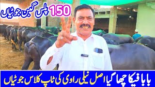 Baba Rafique 150 Gabban Jotian | Profitable Farming Business in Pakistan | Nili Ravi Buffalo Farming
