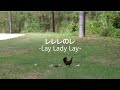 レレレのレ/Lay Lady Lay 【Bob Dylan我流和訳カバー】~歌ってみた~