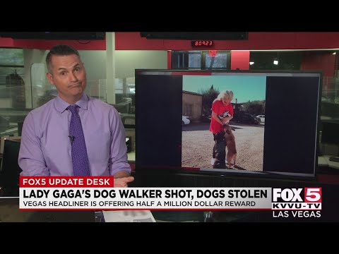 Lady Gaga's dog-walker shot, dogs stolen