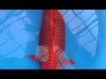 Aka matsuba deep red myiatora 72cm female  koiaqua